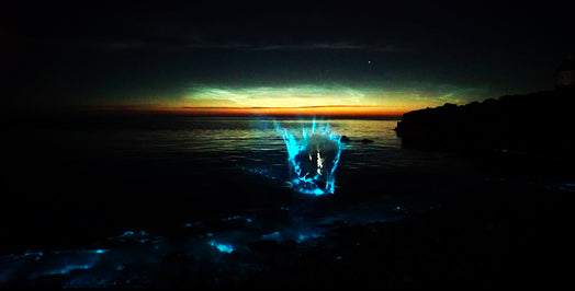 Rare and beautiful bioluminescence on a beach in North Wales