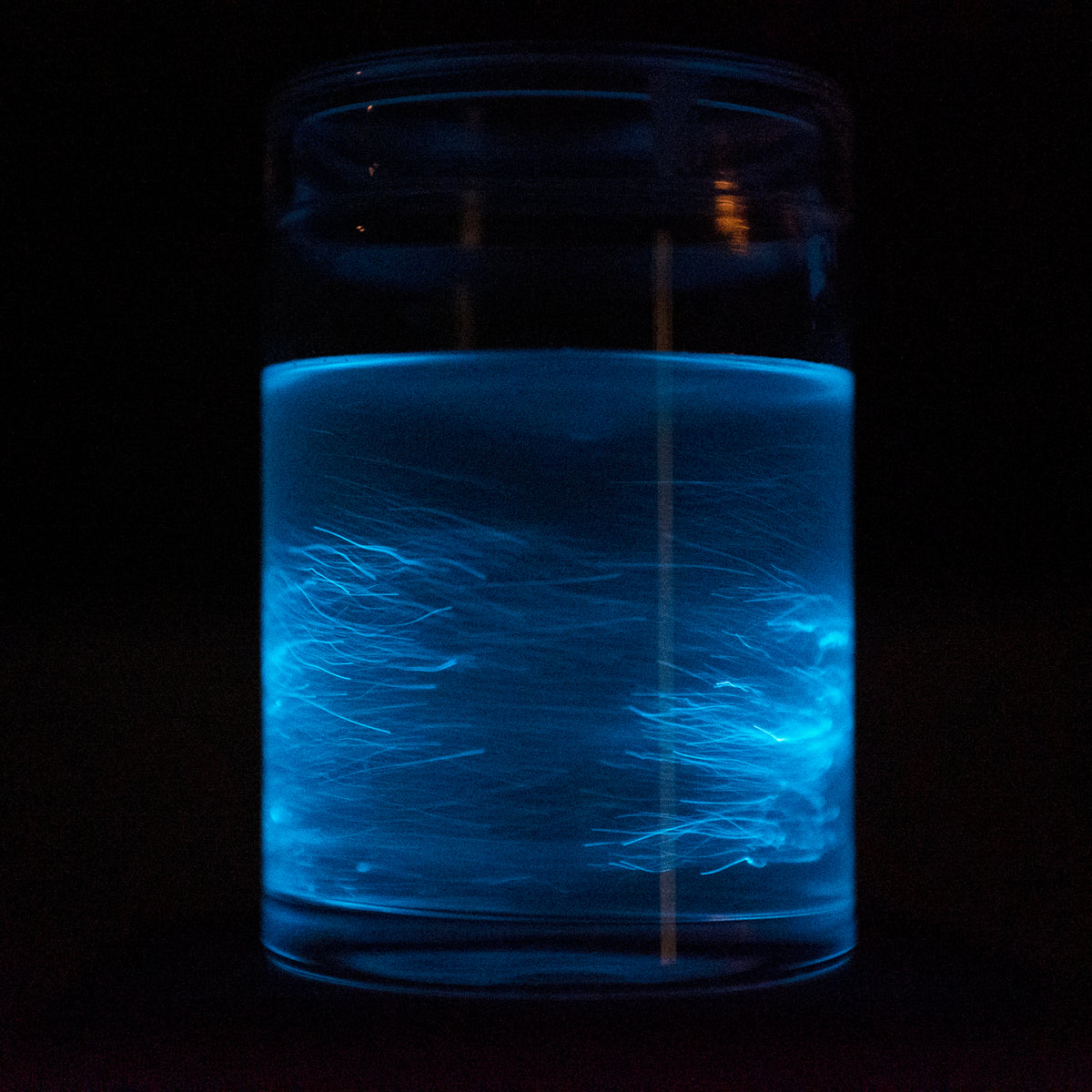 Illuminating the Depths: Exploring the World of Deep Sea Bioluminescen