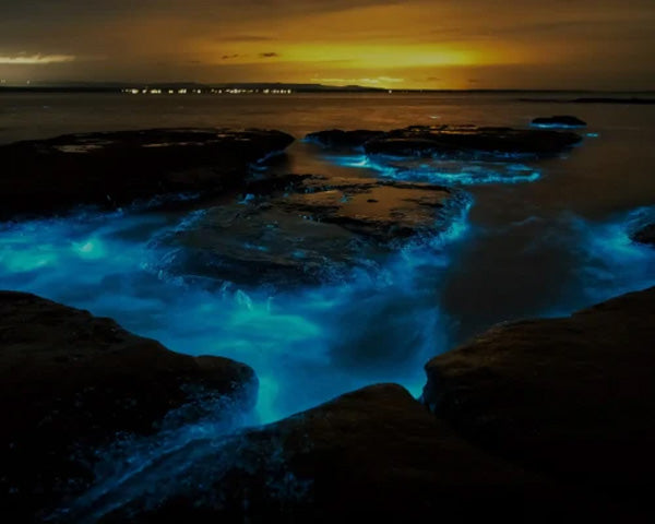 Experience Bioluminescent Magic in New Zealand with Social Nature Movement