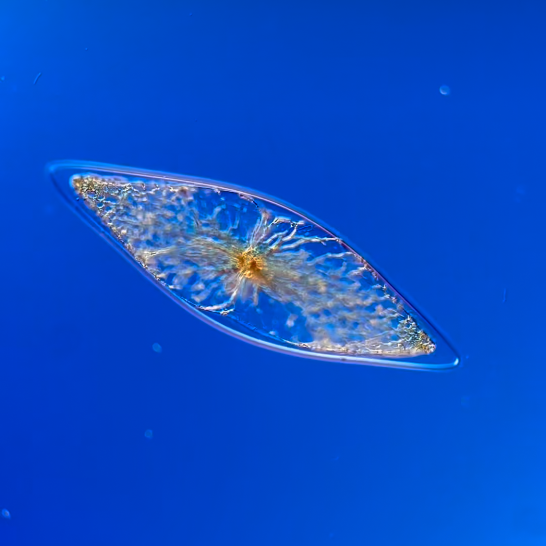 Exploring the Microscopic World: Captivating Images of P. fusiformis (PyroDinos)
