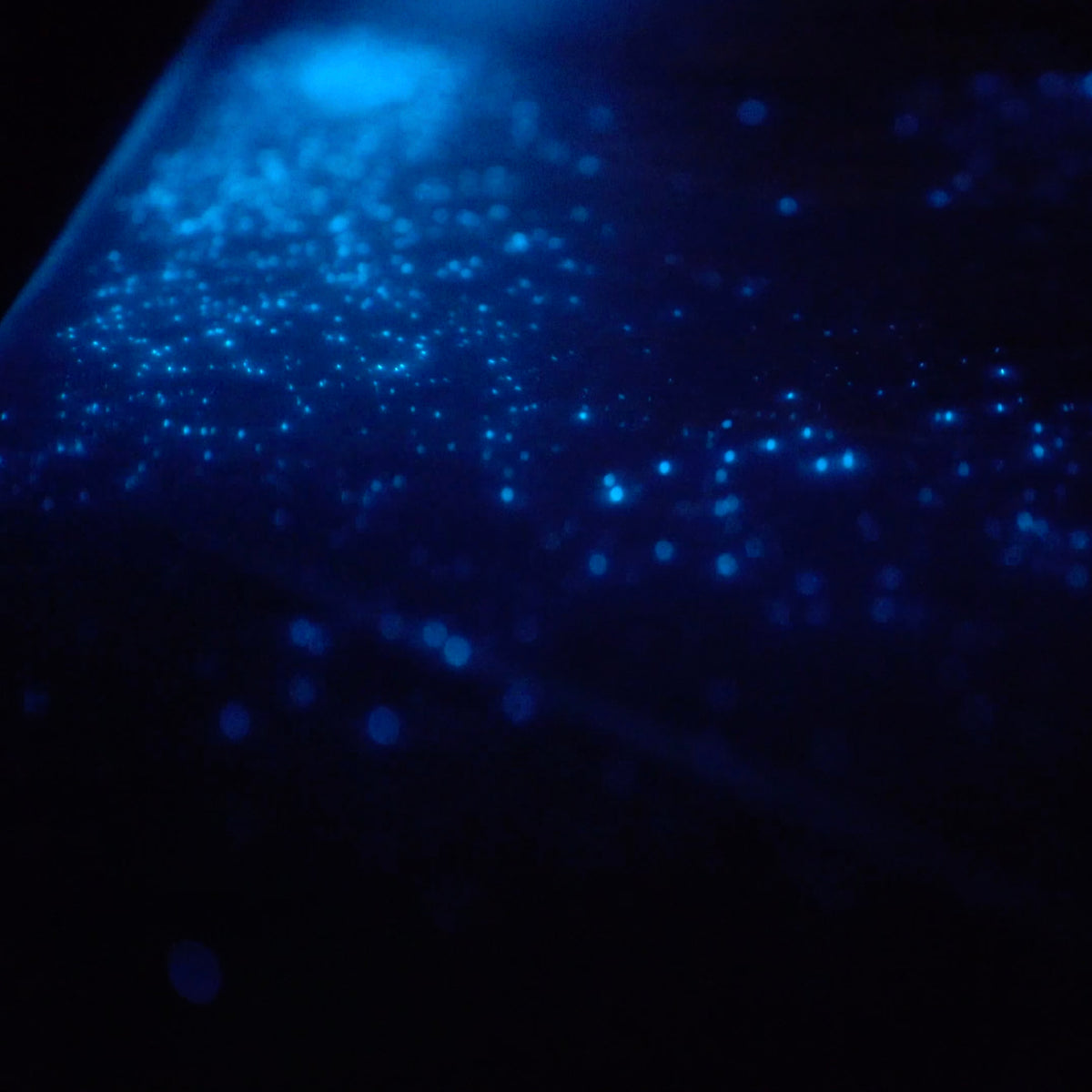 Aquarium of the Pacific 'Night Dive' spotlights glowing bioluminescent waves  – Press Telegram