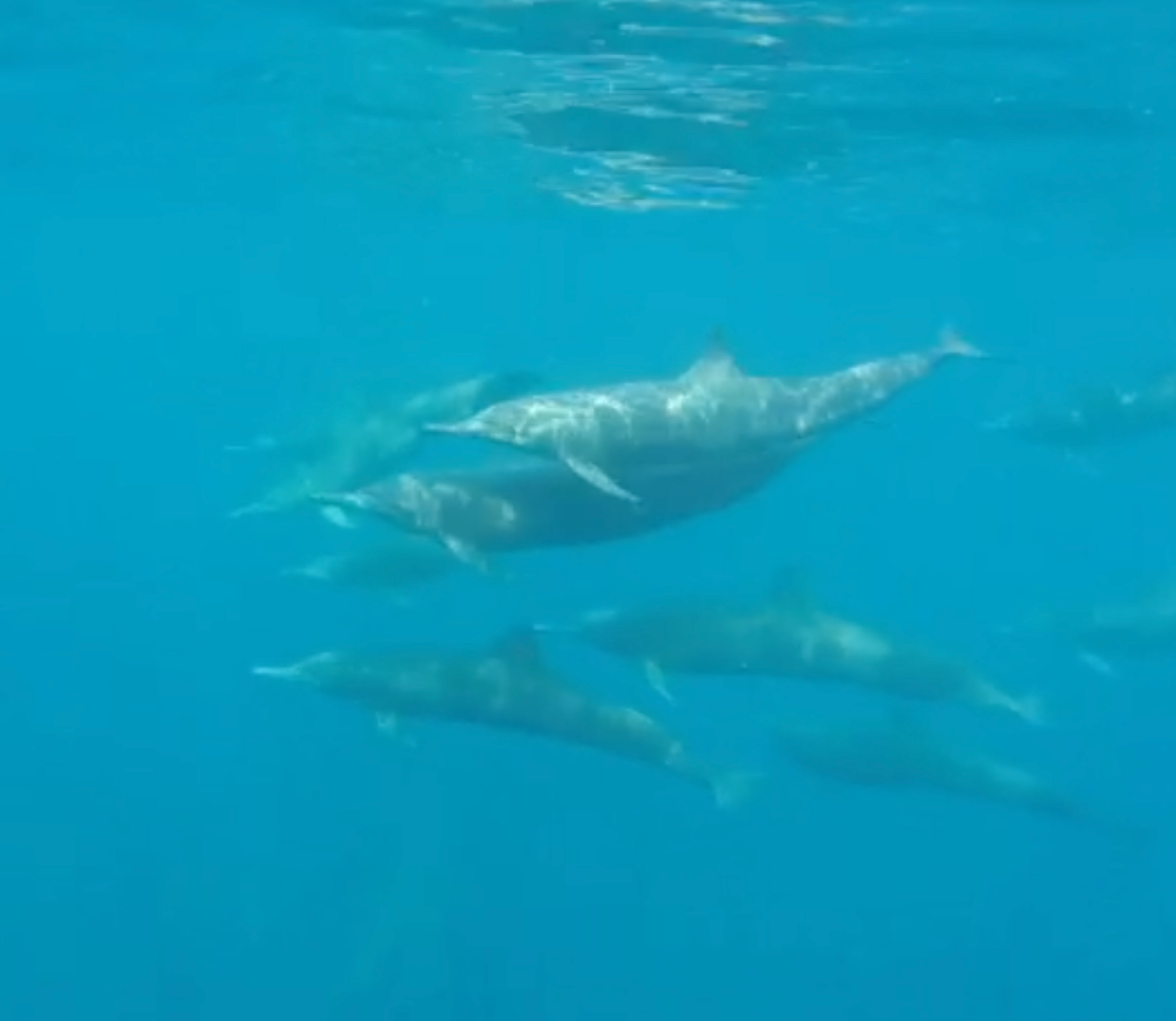 Dolphin Talk