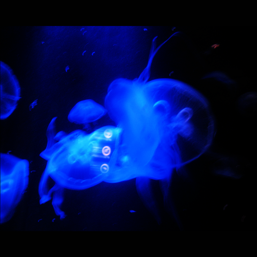JellyFish Fun