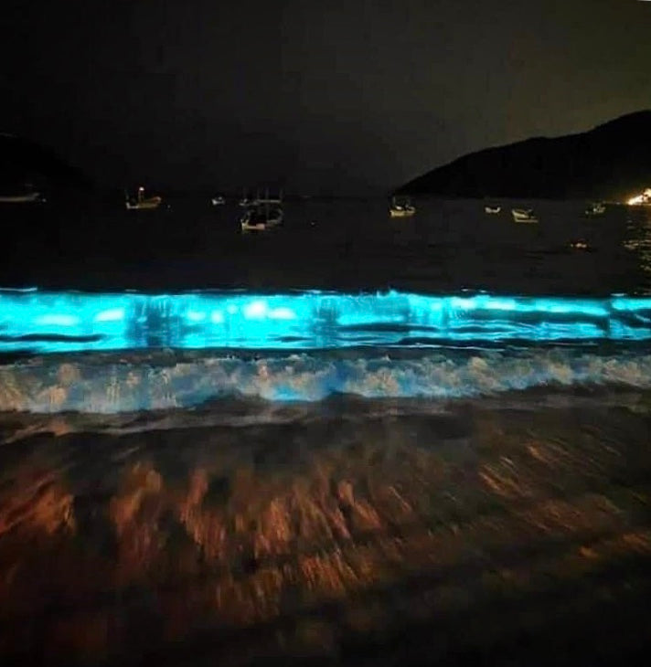 The six top locations to experience bioluminescence in nature