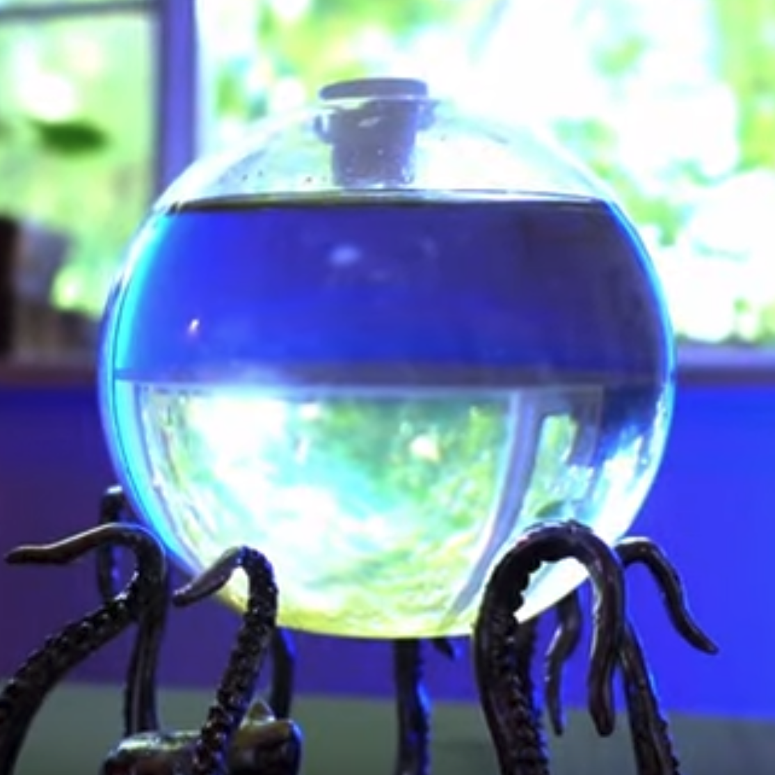 Video by @KPassionate: I Grew Ocean Bioluminescence