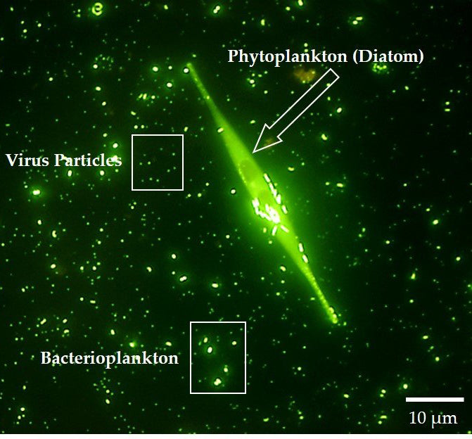 The importance of our oceans' plankton