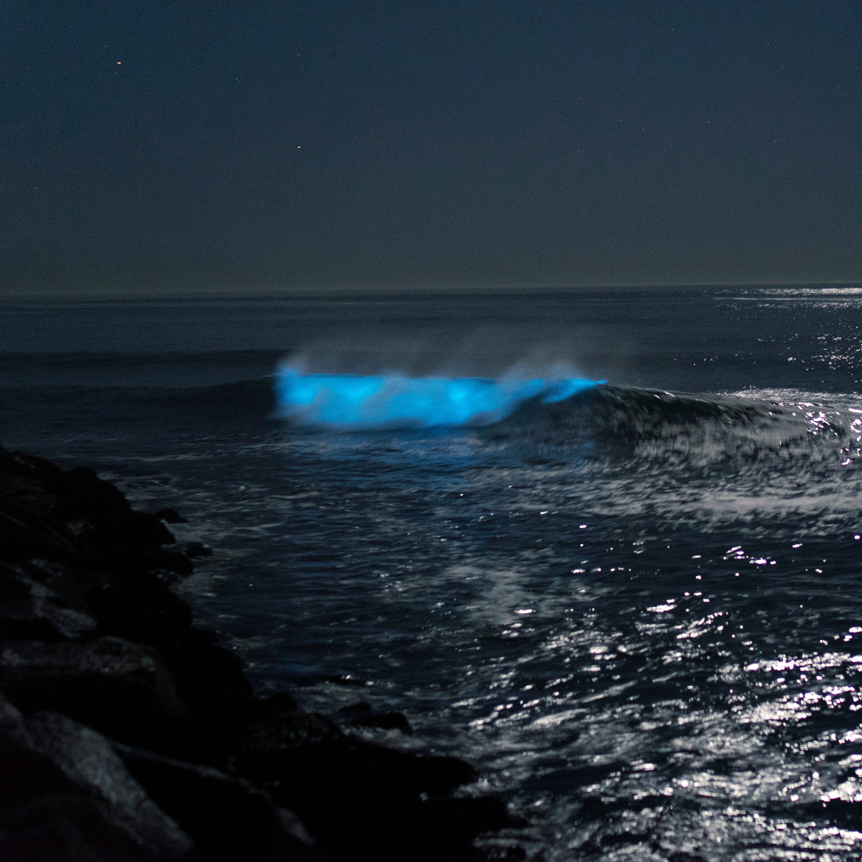Bioluminescent Bloom in San Diego