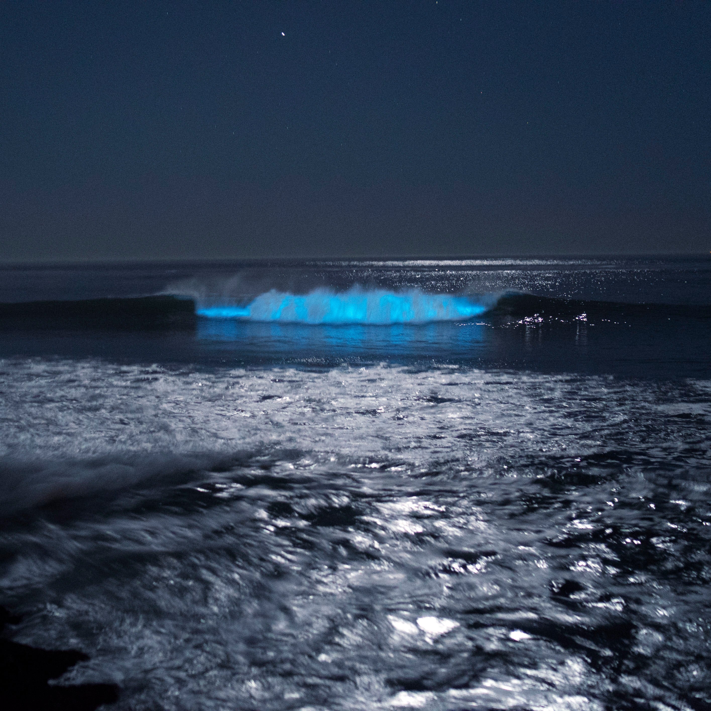 Join PyroFarms for a Magical Night of Bioluminescence!
