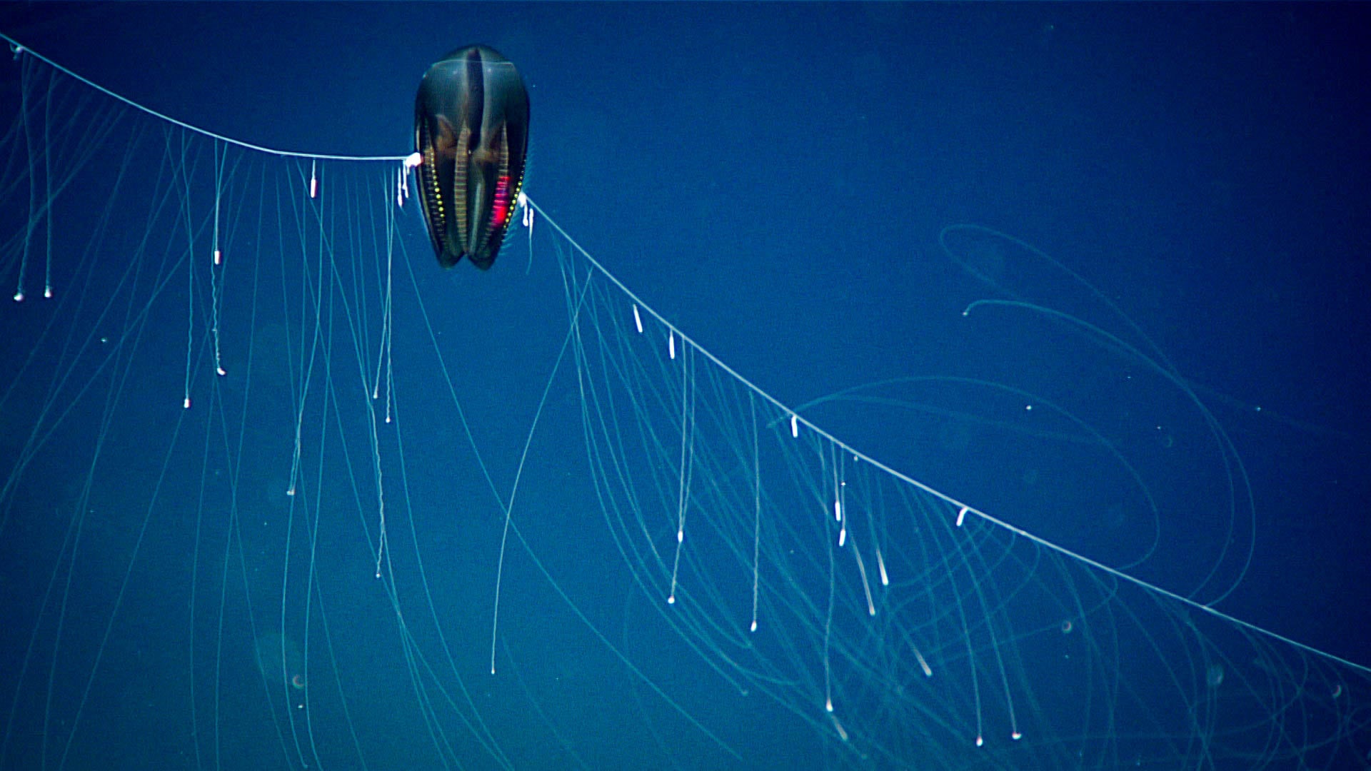 Images from the DEEP