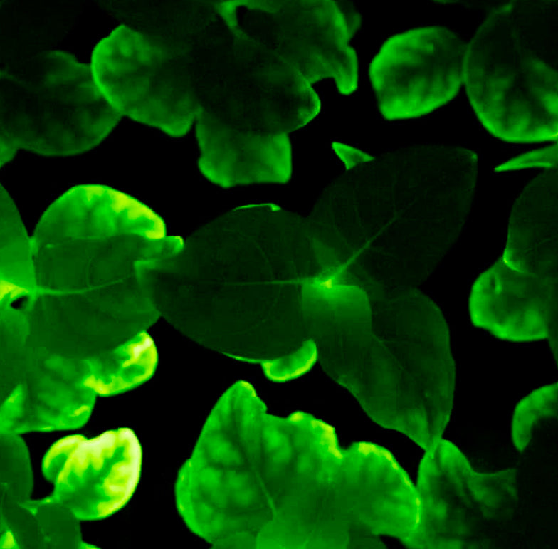 Glow-In-The Dark Plants