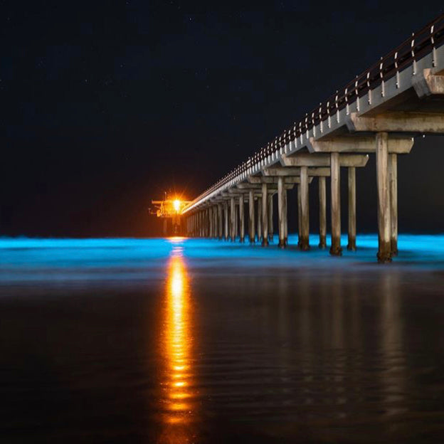 Bioluminescent Ball at the Beach