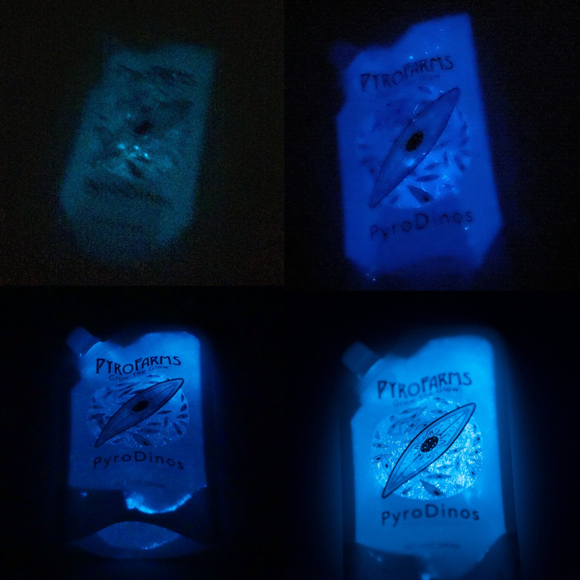 images of bioluminescent PyroDinos with various cameras