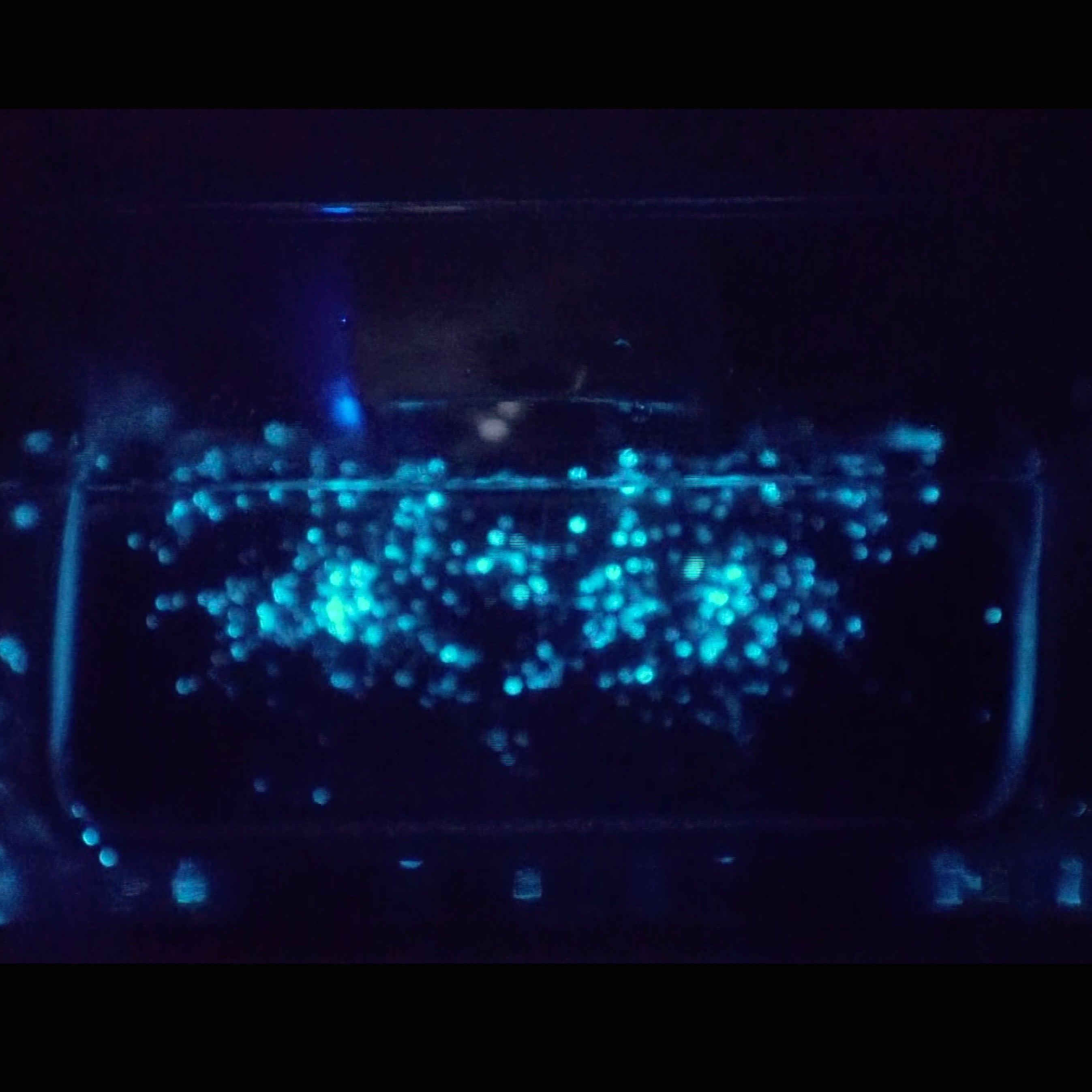 Shine on You Crazy Dinos - underwater speaker test