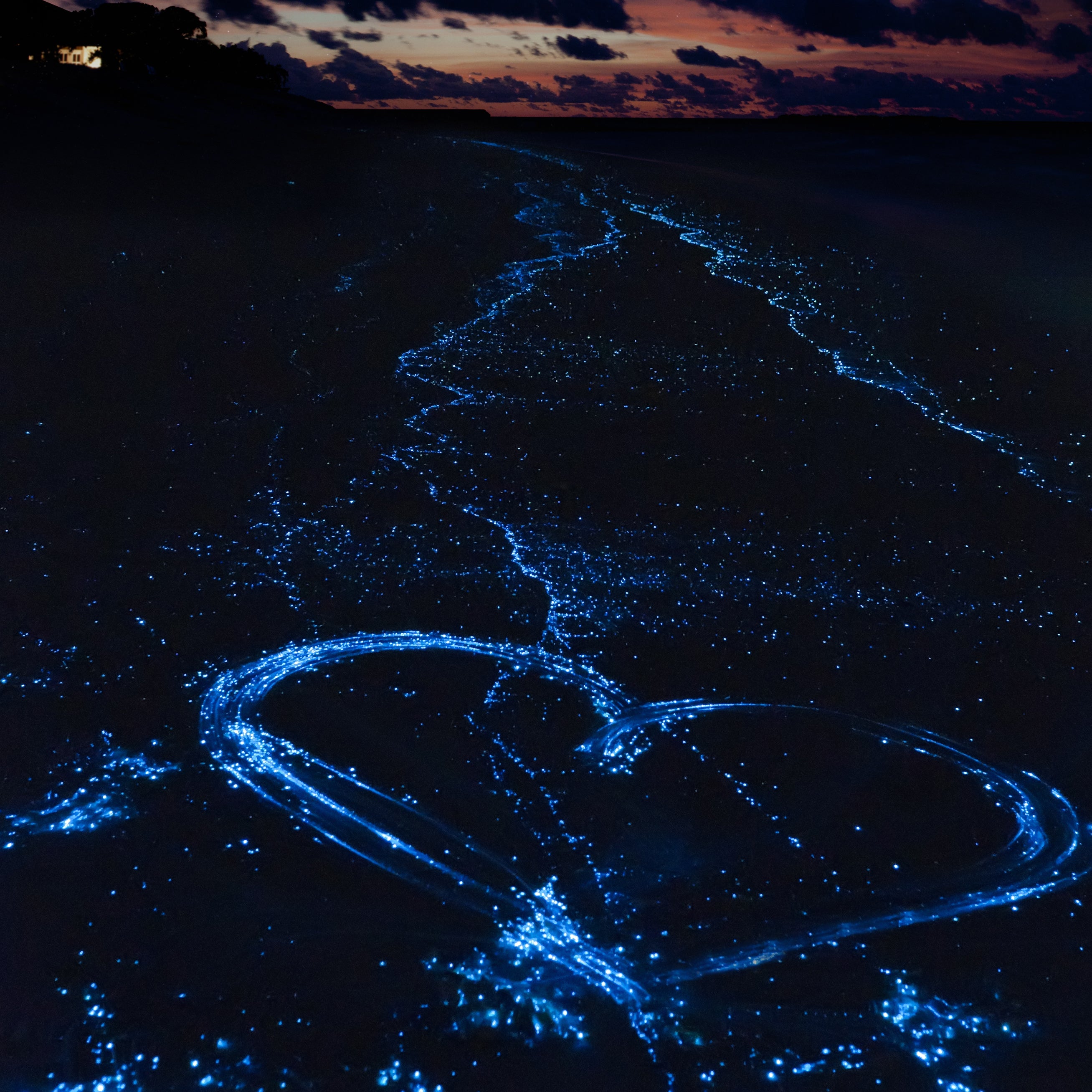 How to Gift Bioluminescence for the Holidays