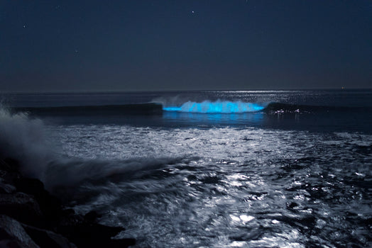 Bioluminescent pyrodino beach oceanside california jetty 