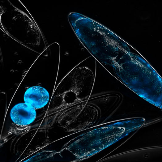 PyroDinos dinoflagellates at night under microscope bioluminescence cells algae blue