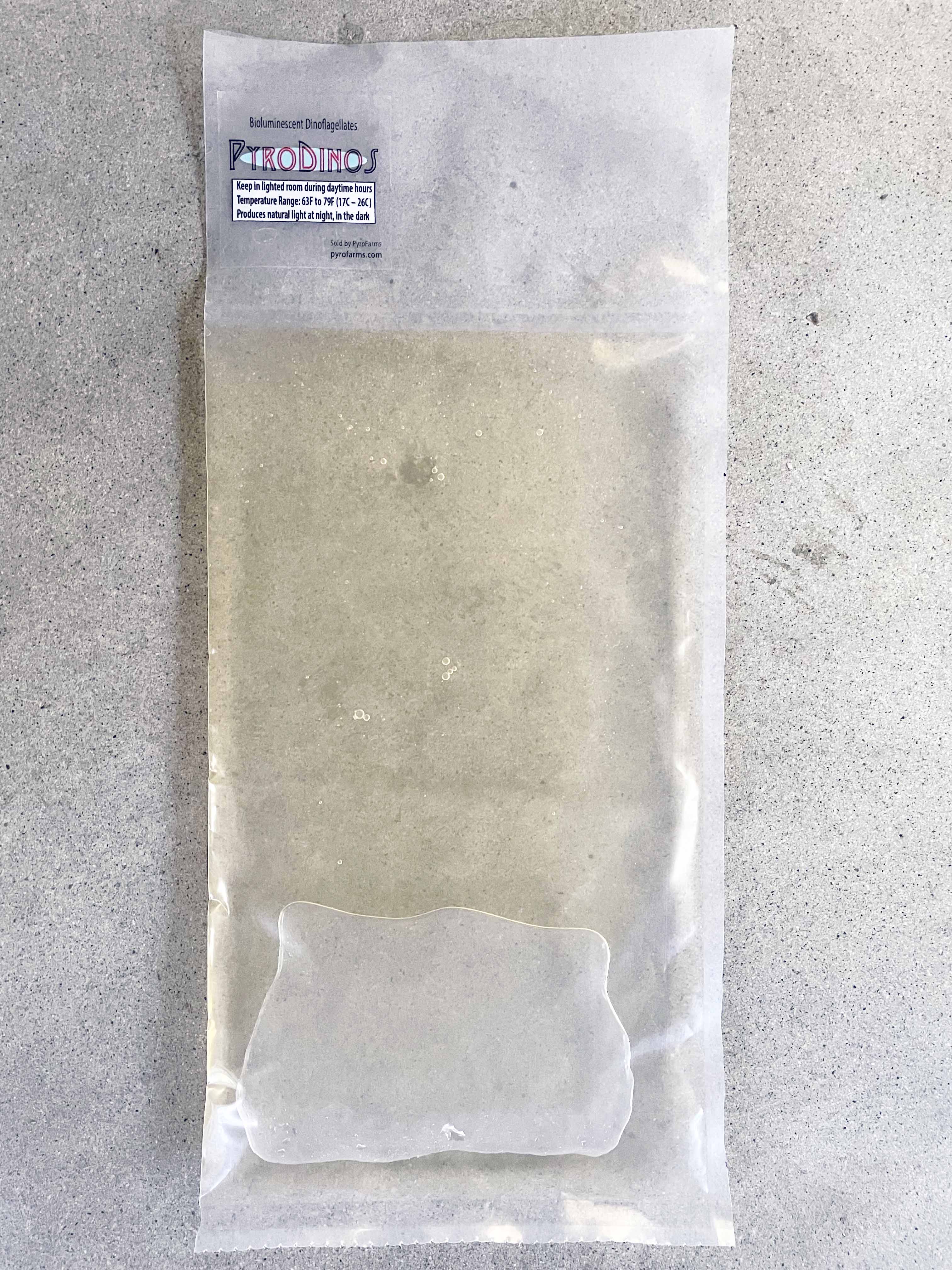 One liter of PyroDinos bioluminescent dinoflagellates during daytime hours