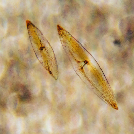 PyroDino (dinoflagellate) images