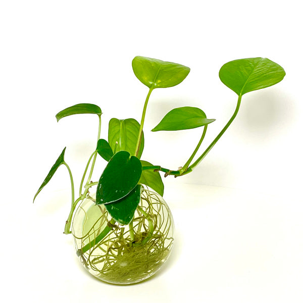 🌿 New on Etsy: New Propagation Vase + 20% Off Everything!