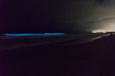 Bioluminescence comes to San Diego
