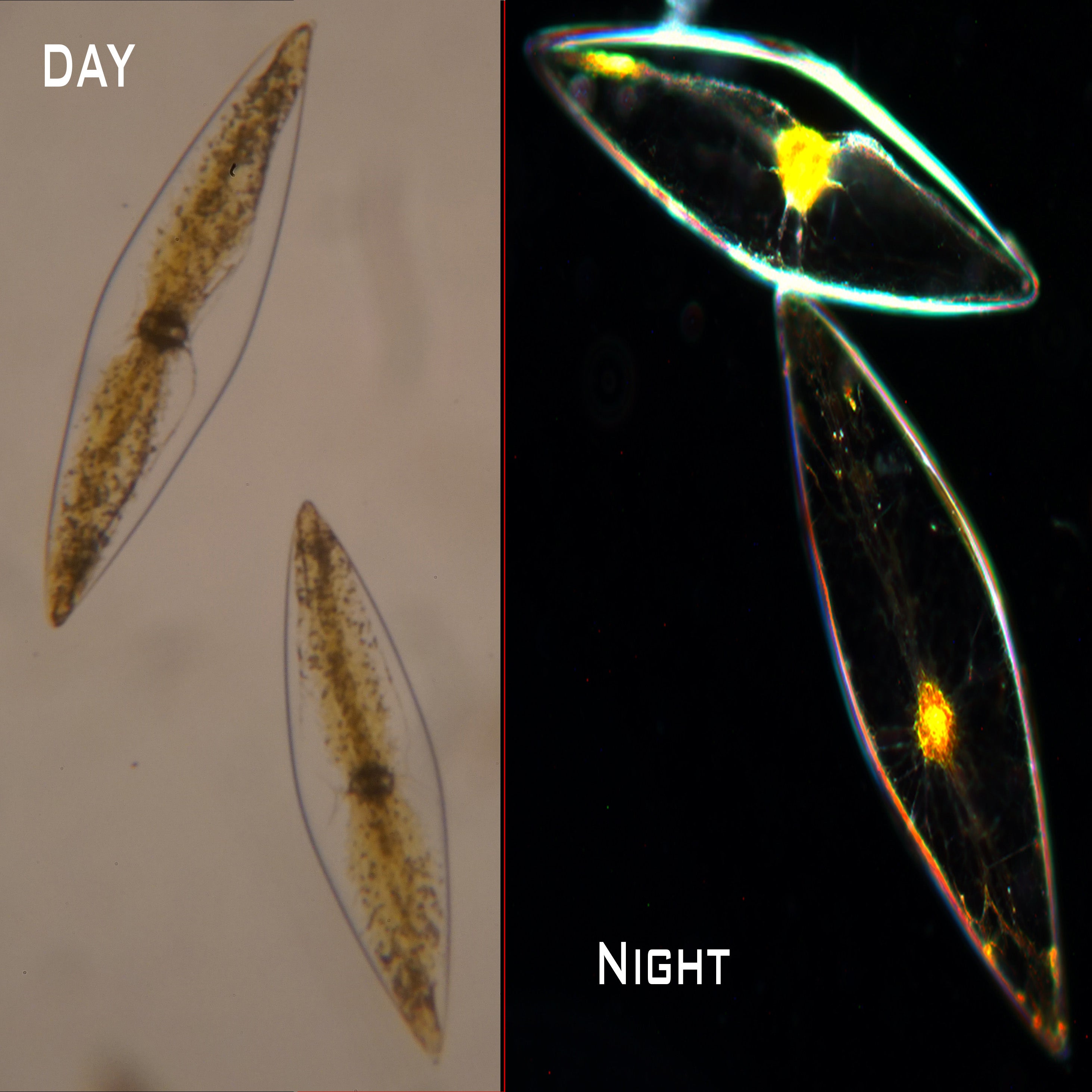 The Power of Circadian Rhythms