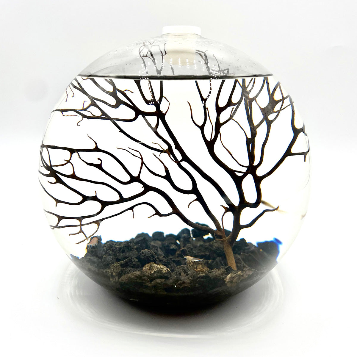 NEW: Handcrafted Open Glass Shrimp Habitat