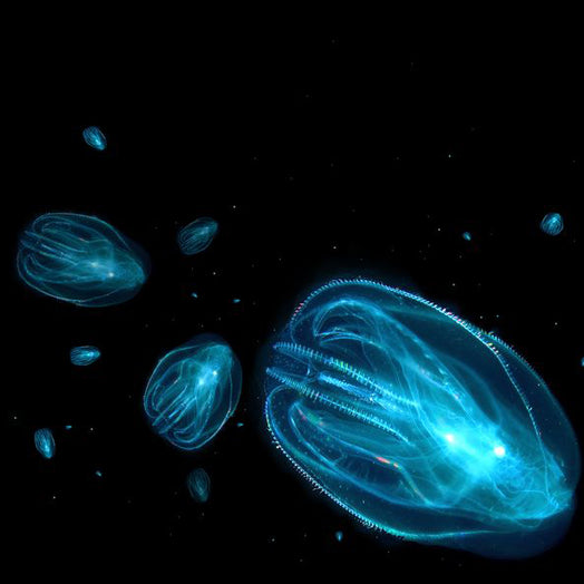 deep sea bioluminescent jellyfish 