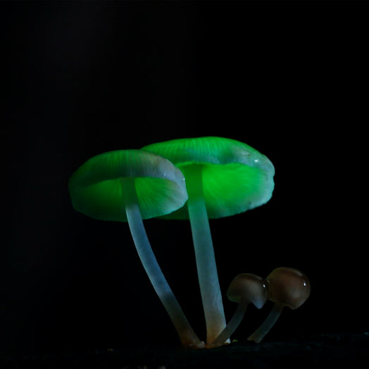 Glowing Bioluminescent mushroom in a jar