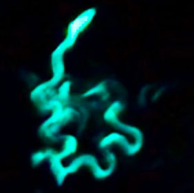 Fireworms Light Up DeAnza Cove — October 11, 2025