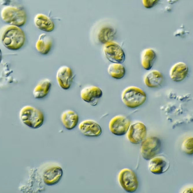 Unlocking the Potential of Microalgae