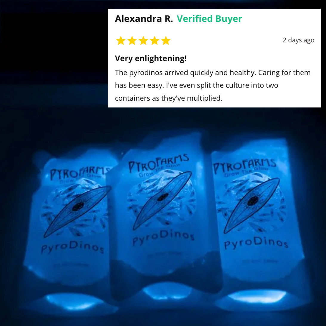 PyroDinos -3 pack- (600ml) Bioluminescent Dinoflagellates (microalgae)