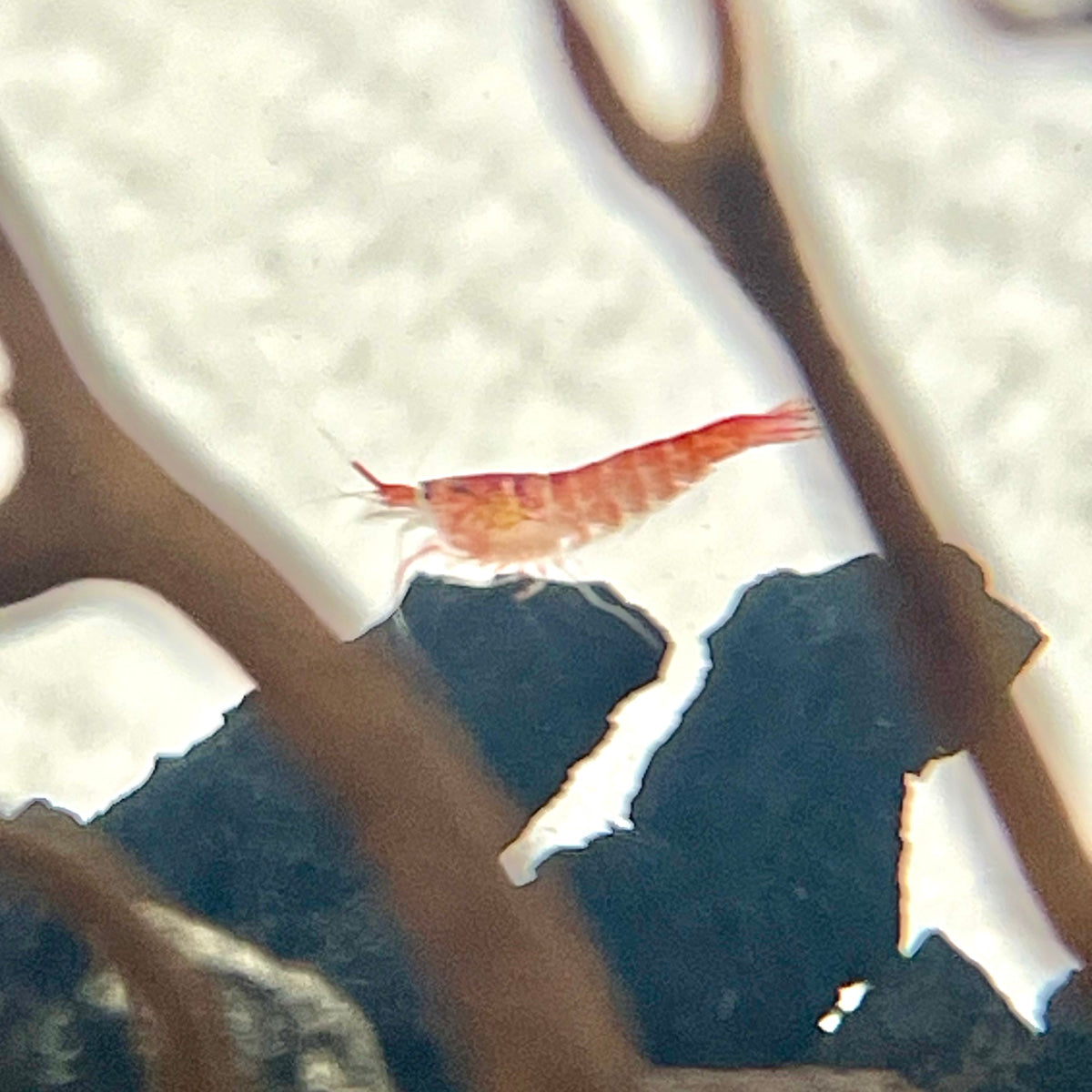 Hawaiian Red Shrimp / Opae Ula 