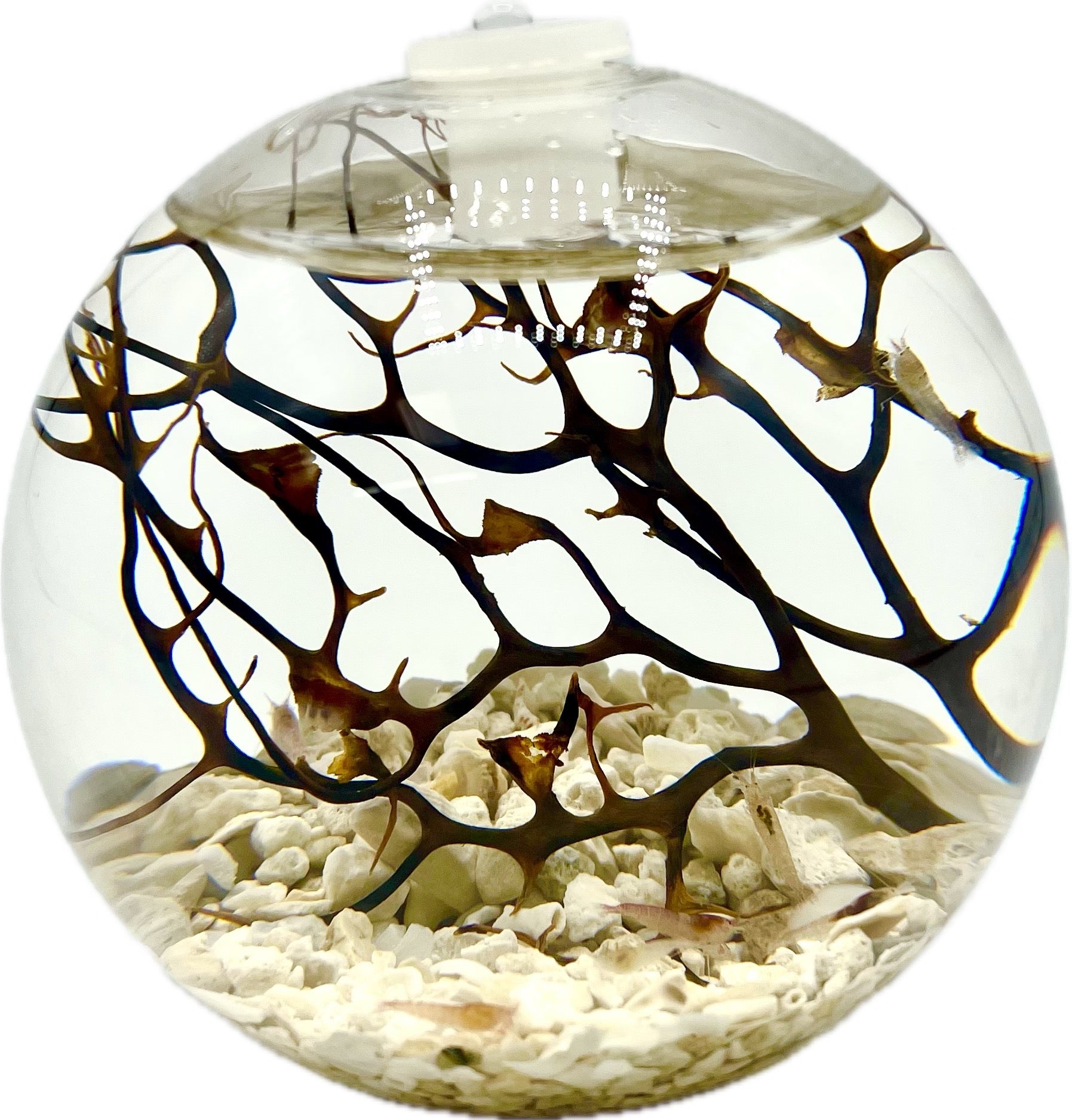 Hawaiian Red Shrimp or Opae Ula habitat glass orb