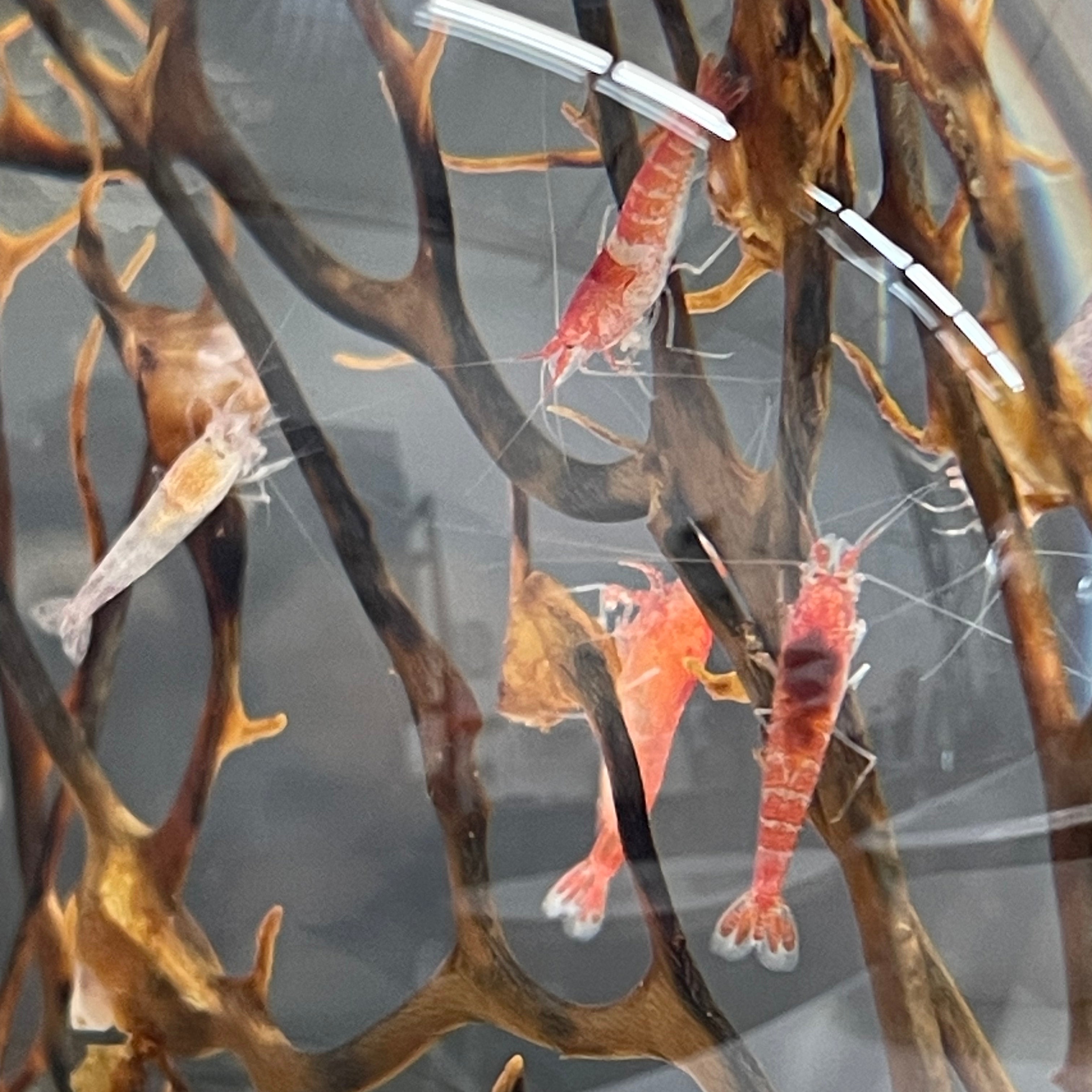 Handcrafted Open Glass Shrimparium – Sustainable Ecosystem with Opae Ula Shrimp