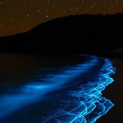 Bioluminescent PyroDino beach at night with stars