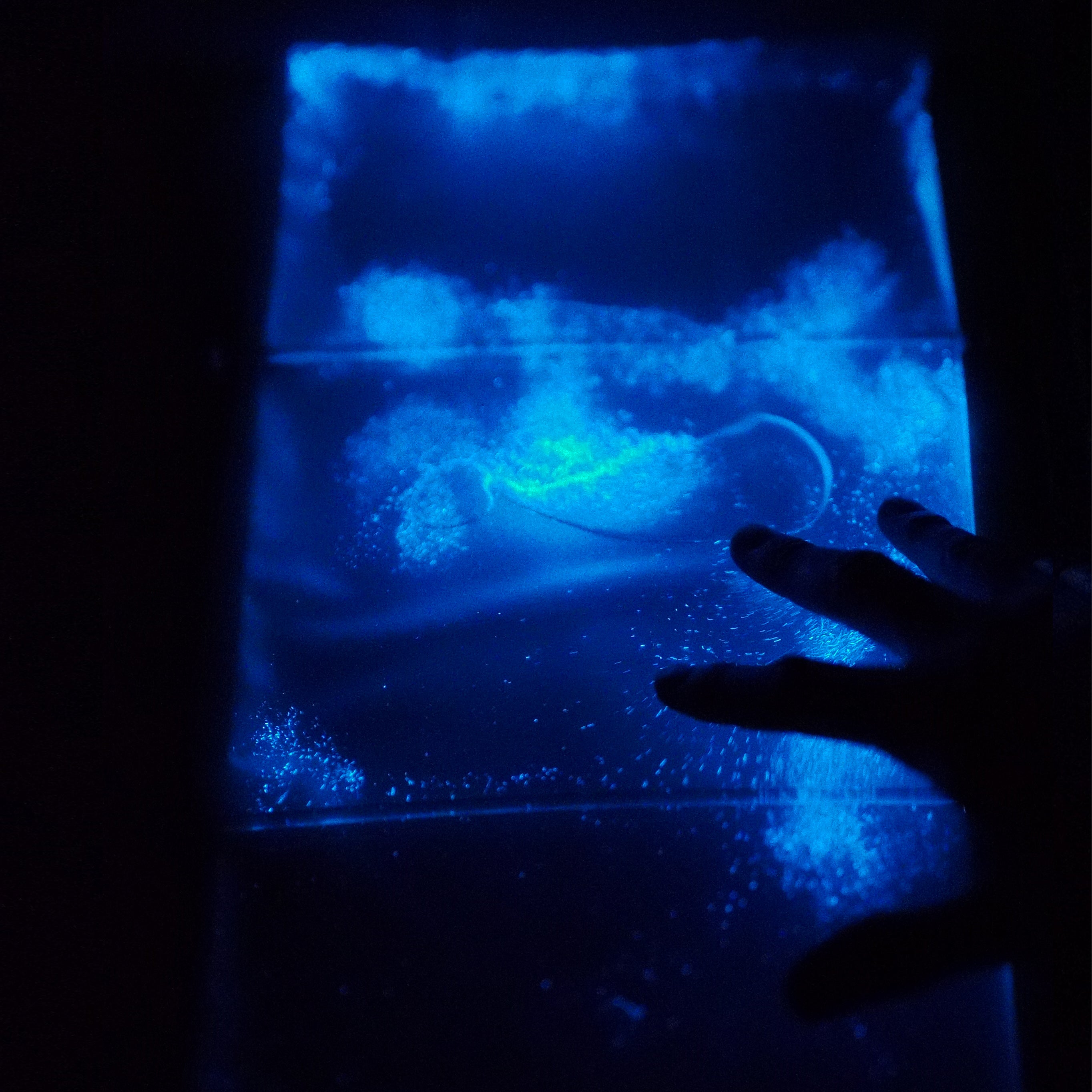 glowing with natural ocean bioluminescence