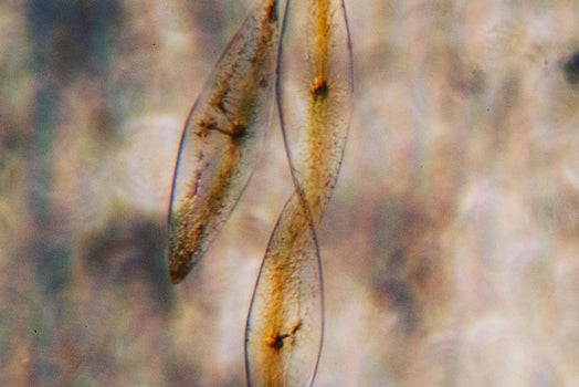 PyroDinos marine bioluminescent dinoflagellates under microscope