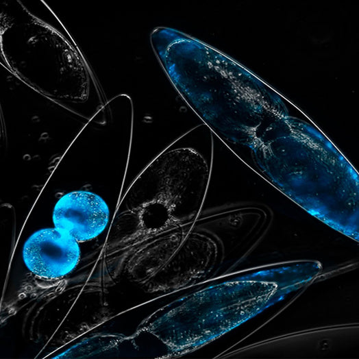bioluminescent dinoflagellates at night under magnification
