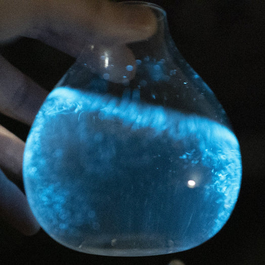 Bioluminescent Bio-Vase