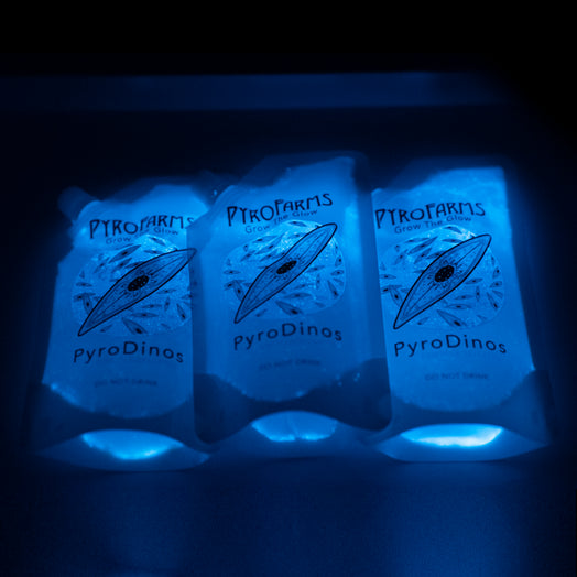 PyroDino three pack of bioluminescent dinoflagellates 600ml 