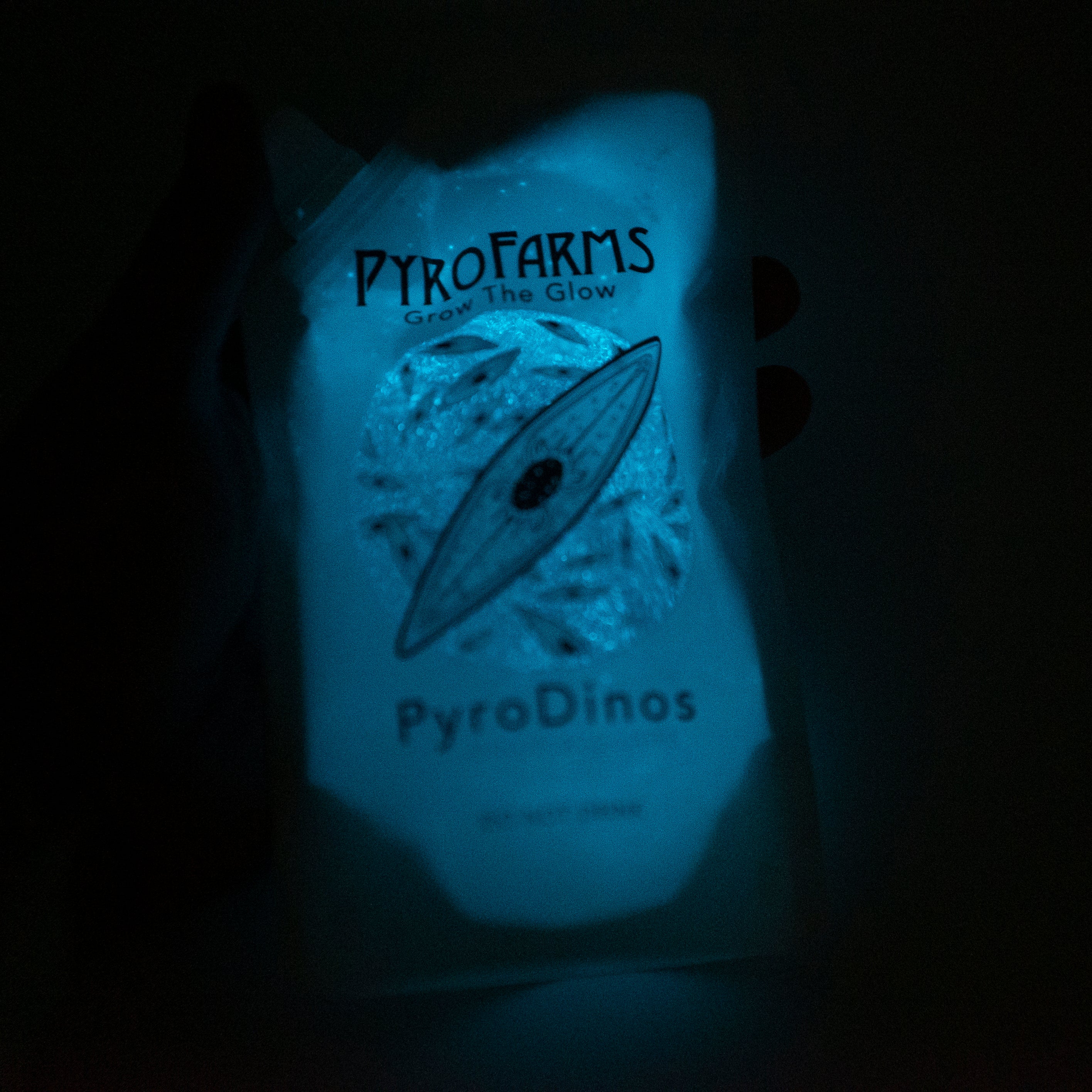 Bioluminescent PyroDinos at night