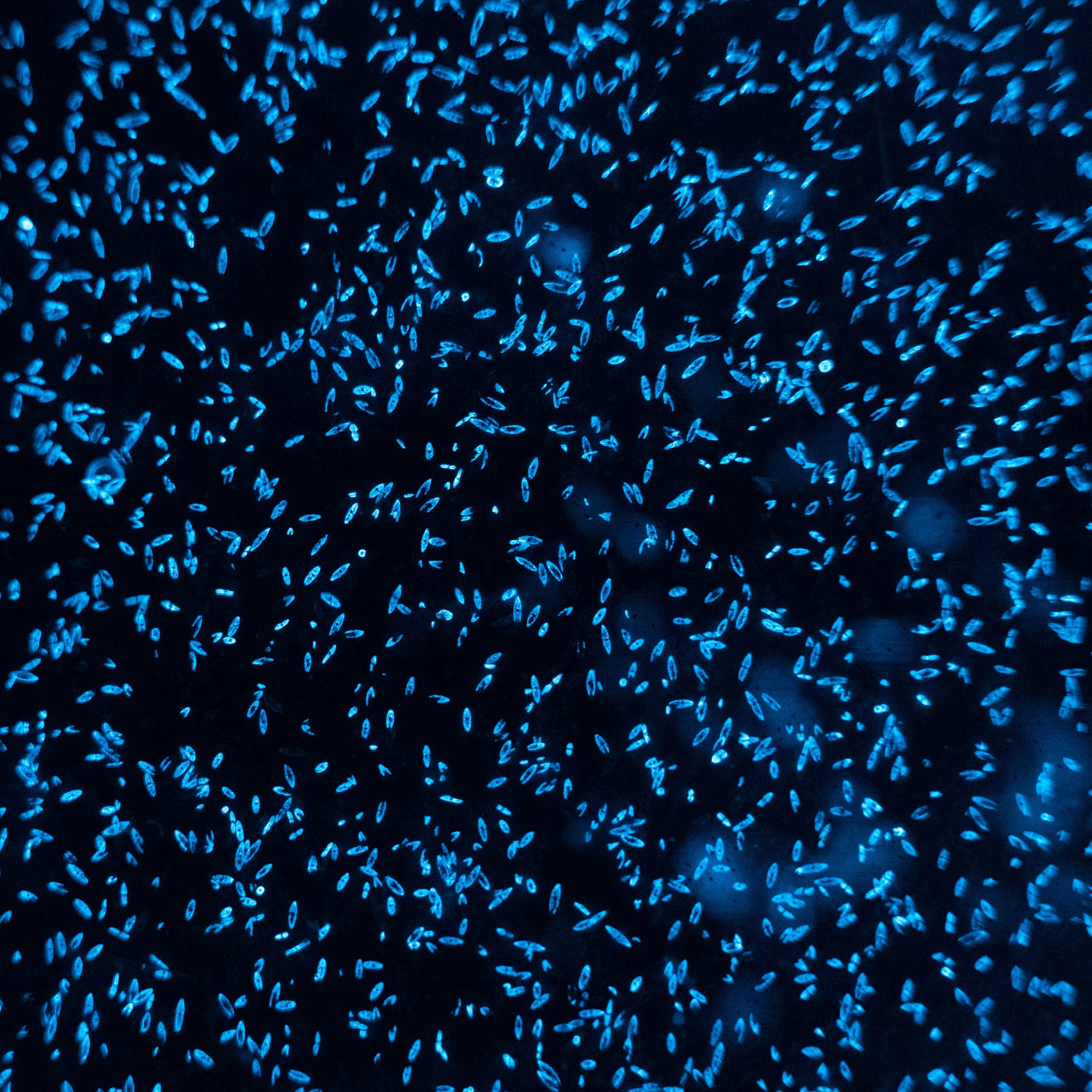 bioluminescent dinoflagellates at night under magnification