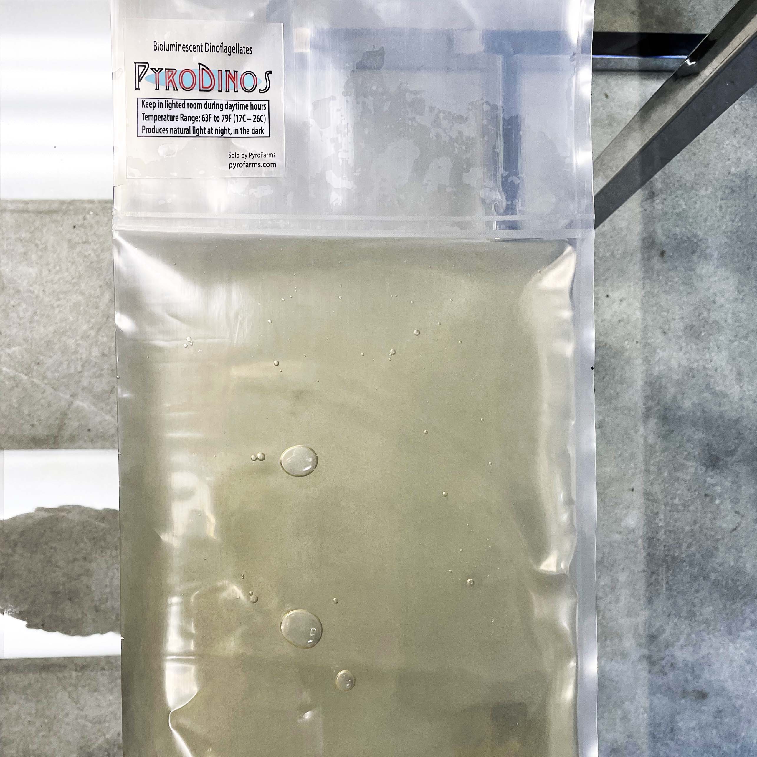 DinoTile containing PyroDinos with natural ocean algae